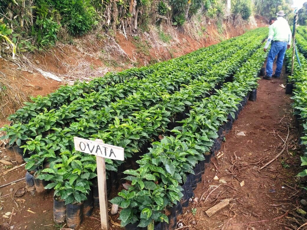 Costa Rica Coffee Plantation - INVITO Coffee - Organic Beans